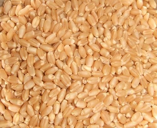 Wheat Seeds (Premium)
